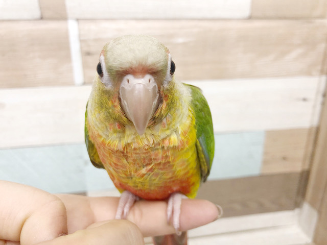 アカオウロコインコ