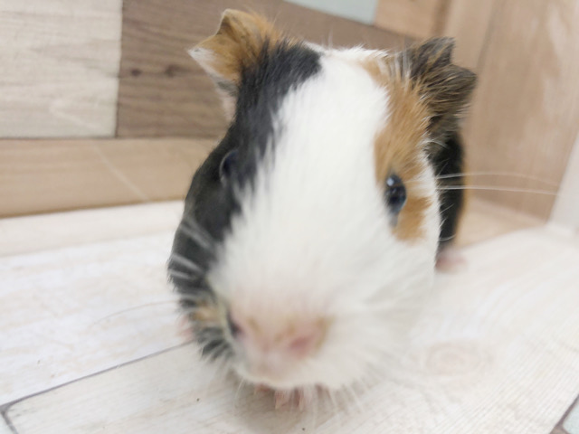 イングリッシュモルモット