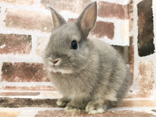 ネザーランドドワーフ