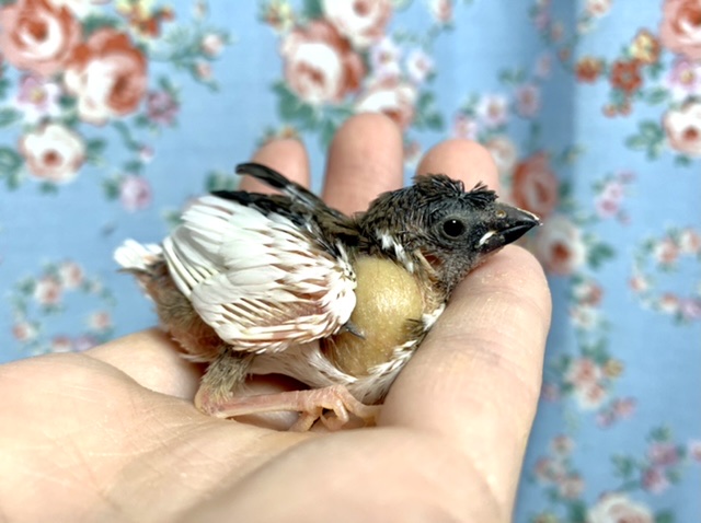 十姉妹（ジュウシマツ）