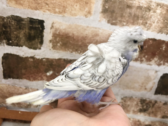 羽衣セキセイインコ