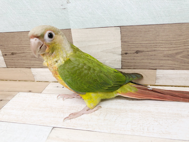 アカオウロコインコ