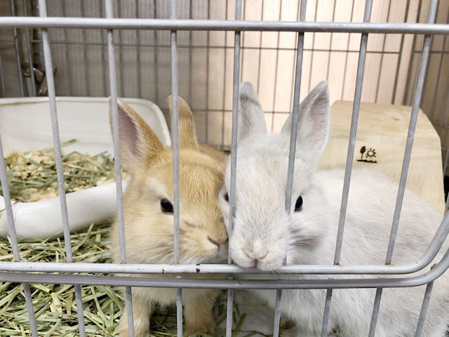 ネザーランドドワーフ