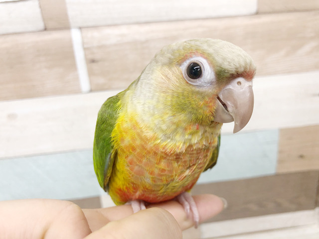 アカオウロコインコ