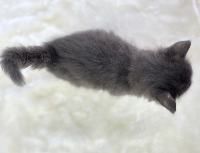 ノルウェージャンフォレストキャット