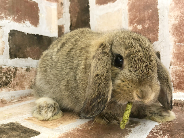 ロップイヤーラビット