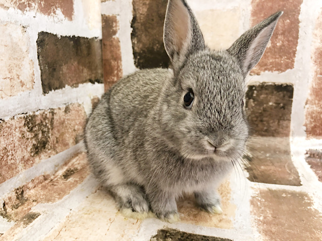 ネザーランドドワーフ