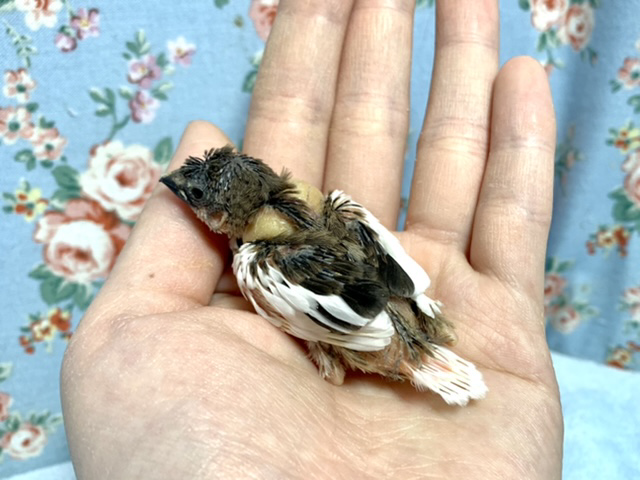 十姉妹（ジュウシマツ）