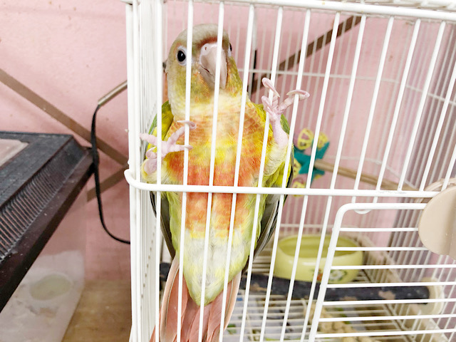 アカオウロコインコ