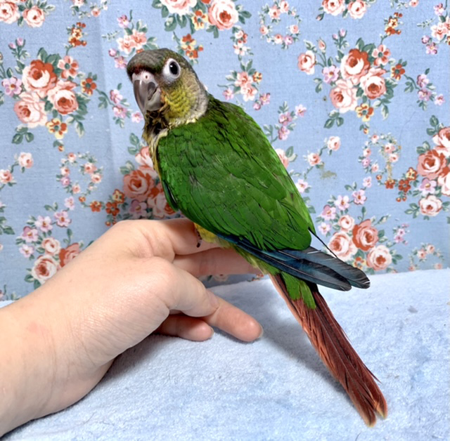 ワキコガネウロコインコ