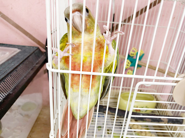 アカオウロコインコ