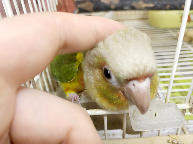 アカオウロコインコ