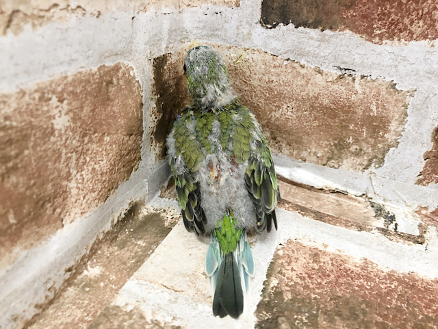 ビセイインコ（美声インコ）