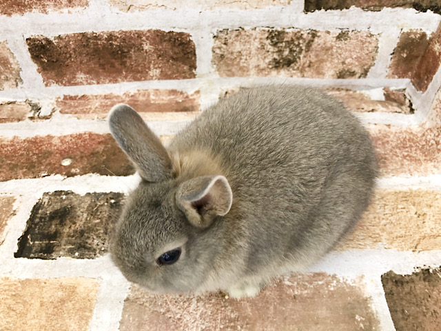 ネザーランドドワーフ