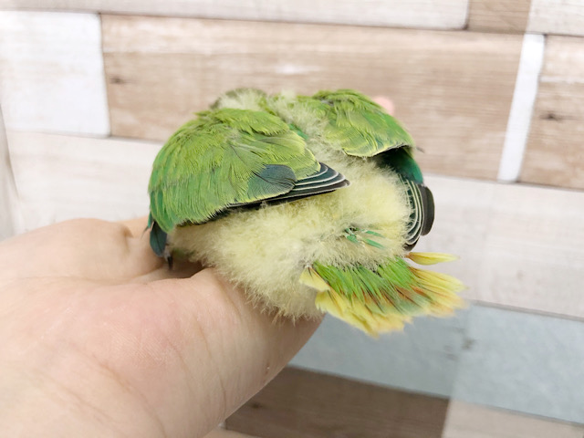 コザクラインコ（小桜インコ）