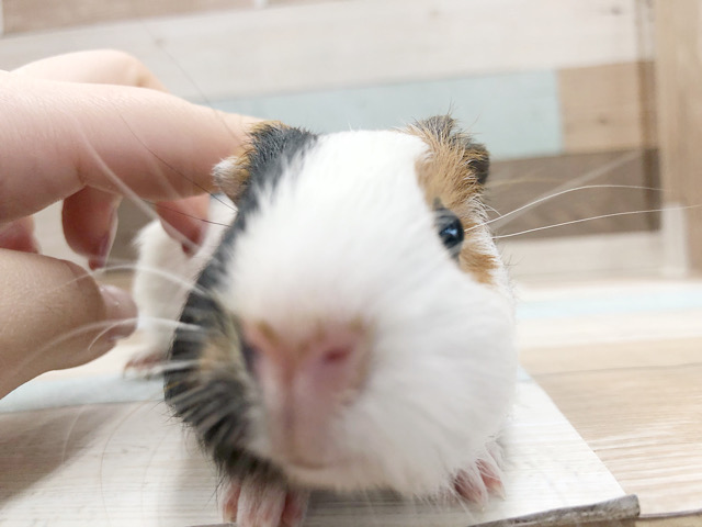 イングリッシュモルモット