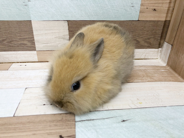 ライオンラビット