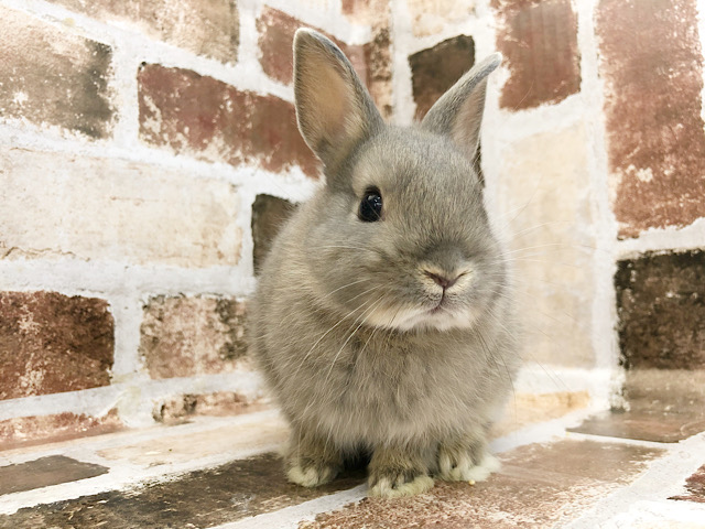 ネザーランドドワーフ