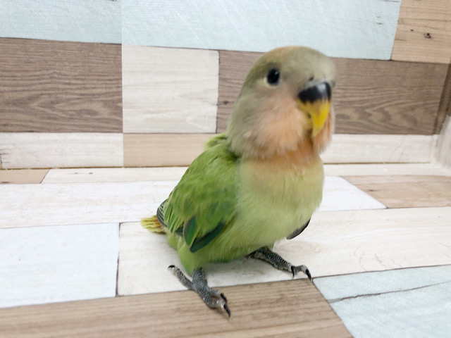 コザクラインコ（小桜インコ）