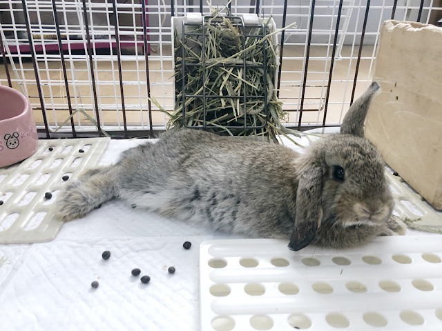 ロップイヤーラビット