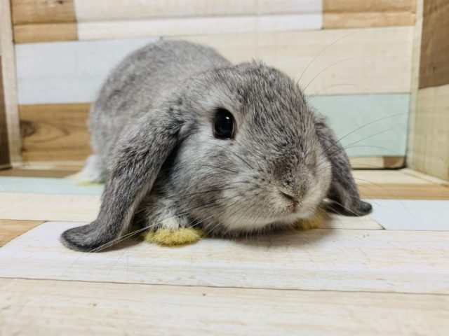 ロップイヤーラビット