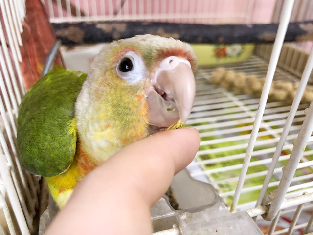 アカオウロコインコ