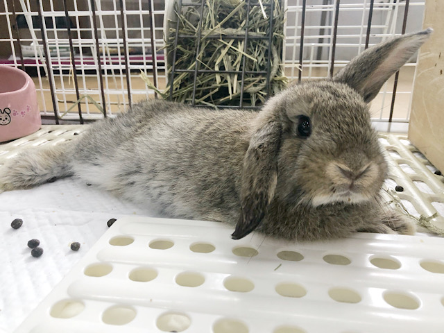 ロップイヤーラビット