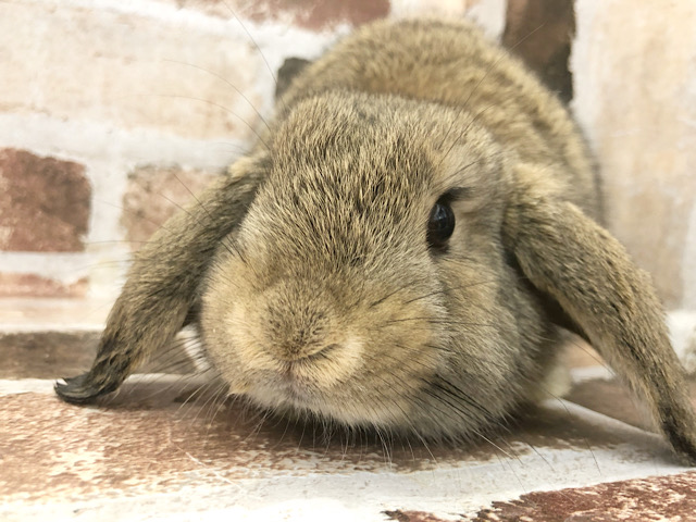 ロップイヤーラビット