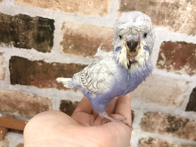 羽衣セキセイインコ