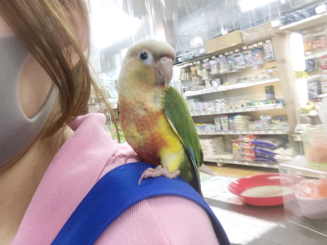 アカオウロコインコ