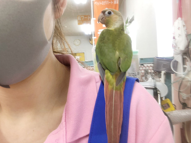 アカオウロコインコ