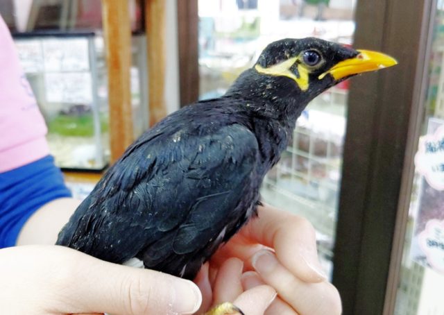 九官鳥（キュウカンチョウ）