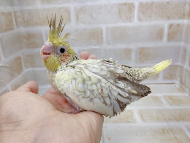 オカメインコ