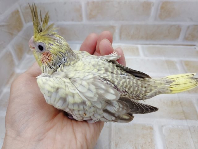 オカメインコ