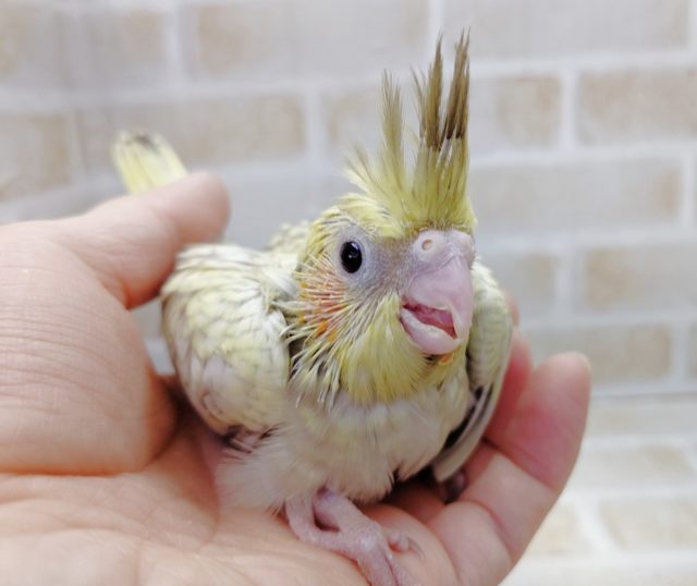 オカメインコ