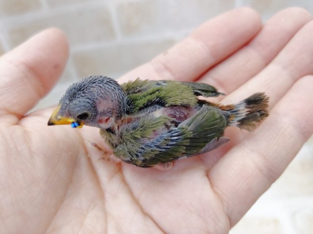 ヒノマルチョウ（日の丸鳥）