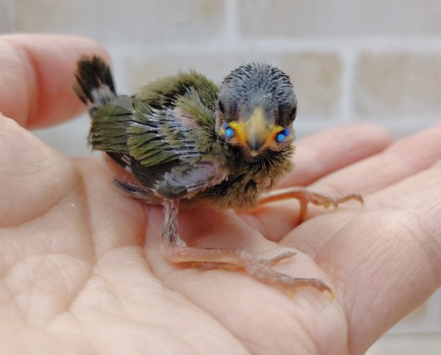 ヒノマルチョウ（日の丸鳥）