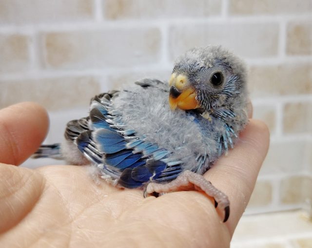 ビセイインコ（美声インコ）