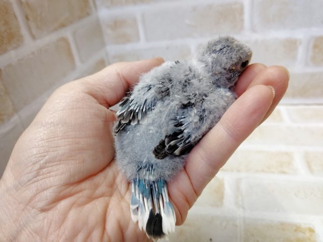 ビセイインコ（美声インコ）