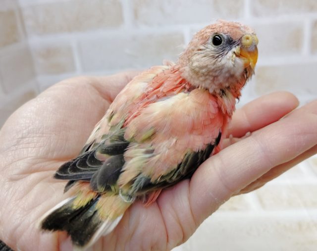 アキクサインコ（秋草インコ）