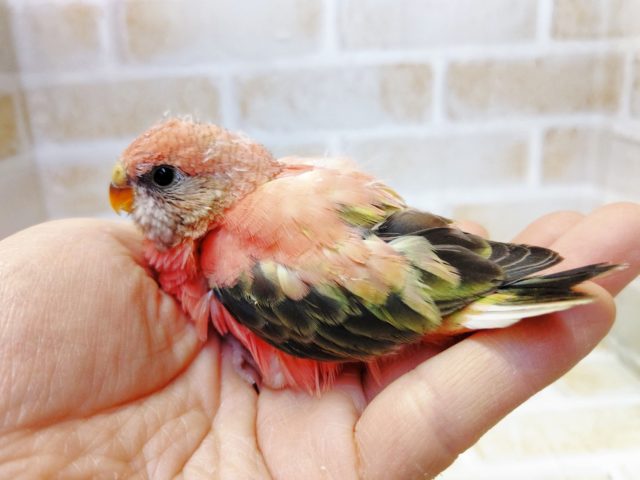 アキクサインコ（秋草インコ）