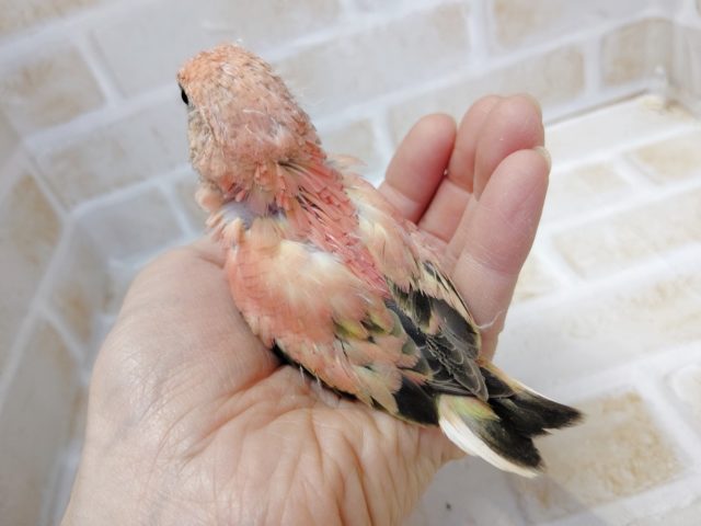 アキクサインコ（秋草インコ）