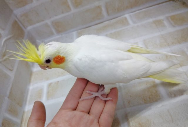 オカメインコ