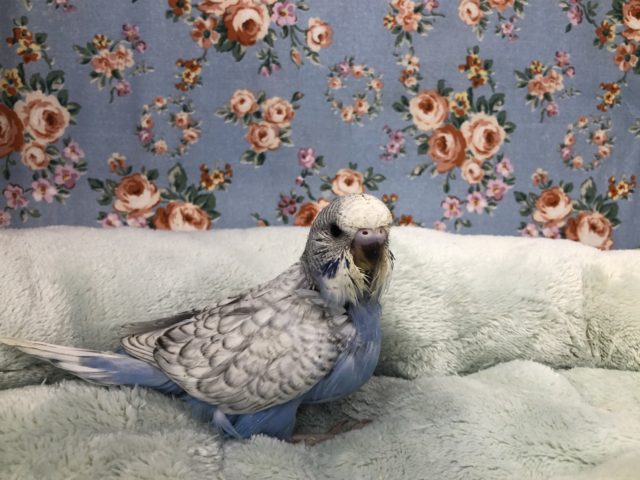 ジャンボセキセイインコ
