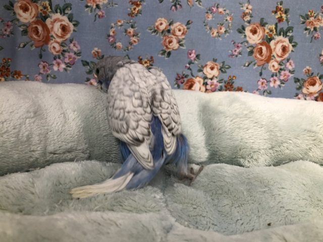 ジャンボセキセイインコ