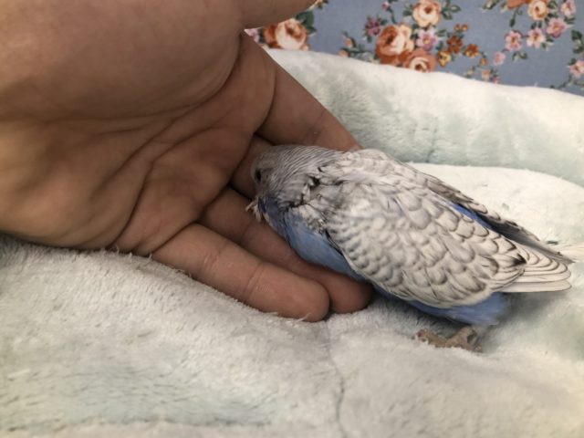 ジャンボセキセイインコ