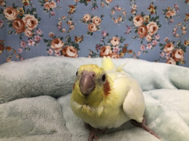 オカメインコ