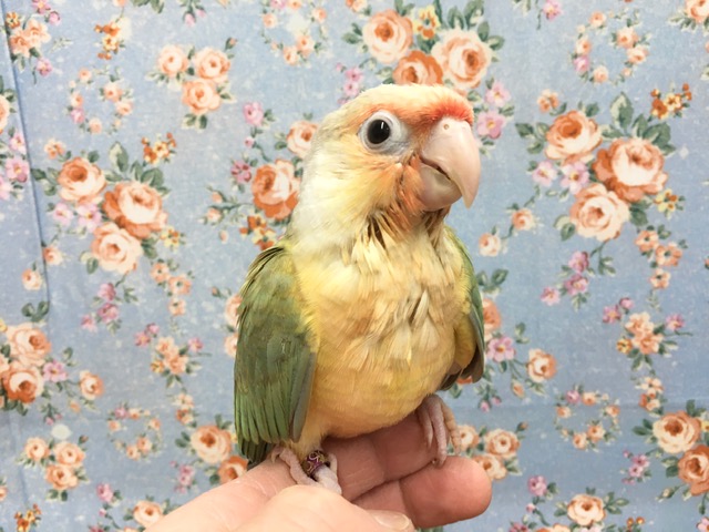 アカオウロコインコ