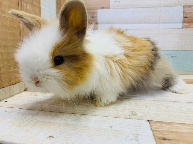 ライオンラビット