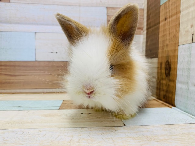 ライオンラビット